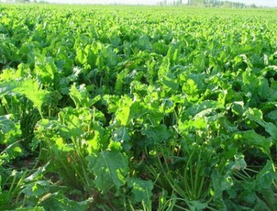 丹尼斯克 甜菜堿